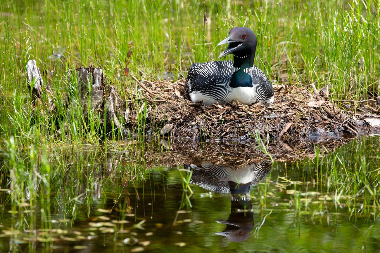 Nesting loon