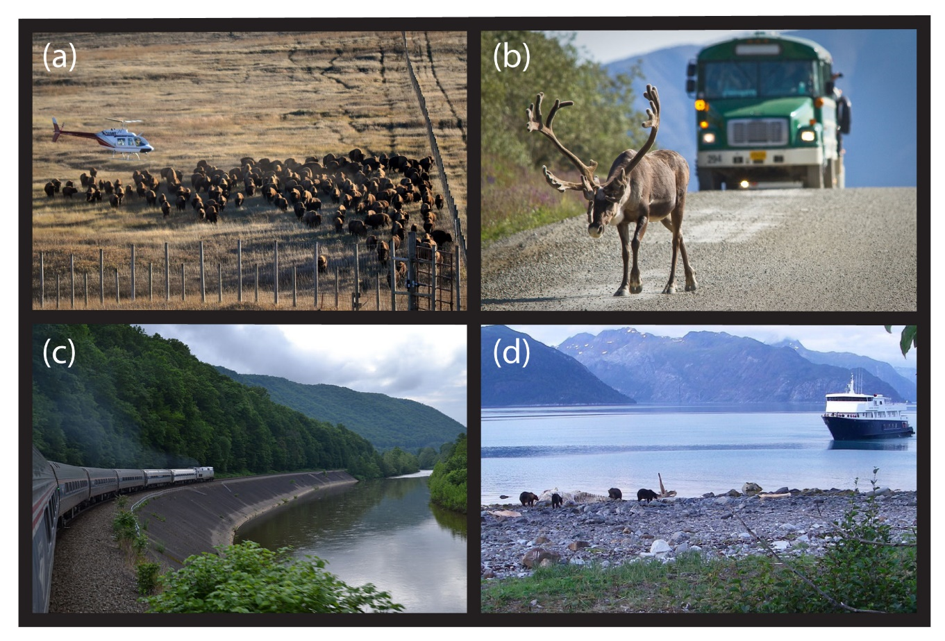 (clockwise from top left) Four photographs showing different noise sources heard in National Parks. a) helicopter and a herd of bison, b) bus and caribou crossing road, c) train next to a river, d) tour boat and bears on a nearby beach.