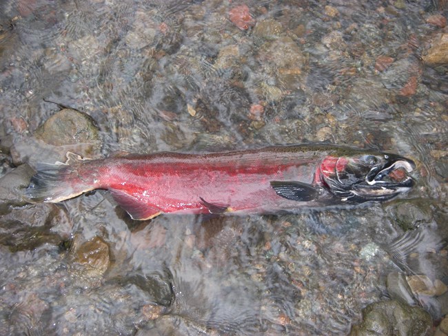 Bright red coho salmon carcass on its side in a shallow section of stream