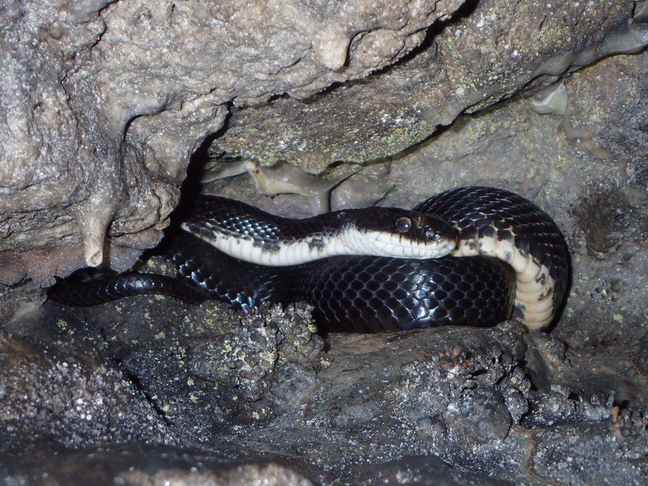 Black rat snake