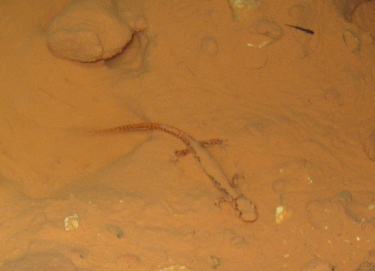 cave salamander