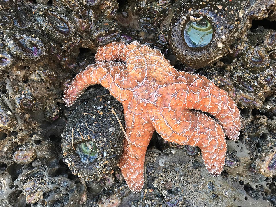Orange ochre star among anemones and barnacles, all out of the water at low tide