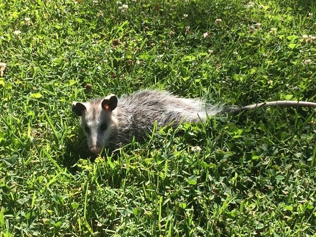 Opossum moving through thick green grass