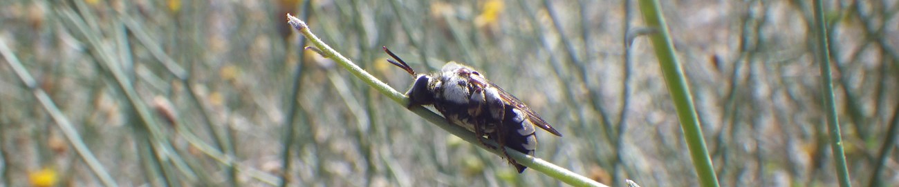 One image showing close-up of Ericrosis lata resting on a branch.