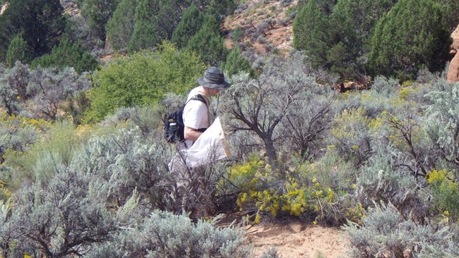 A man walks among bushes