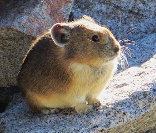 A small brown-furred mammal with round ears and bright black eyes perches on a rock.