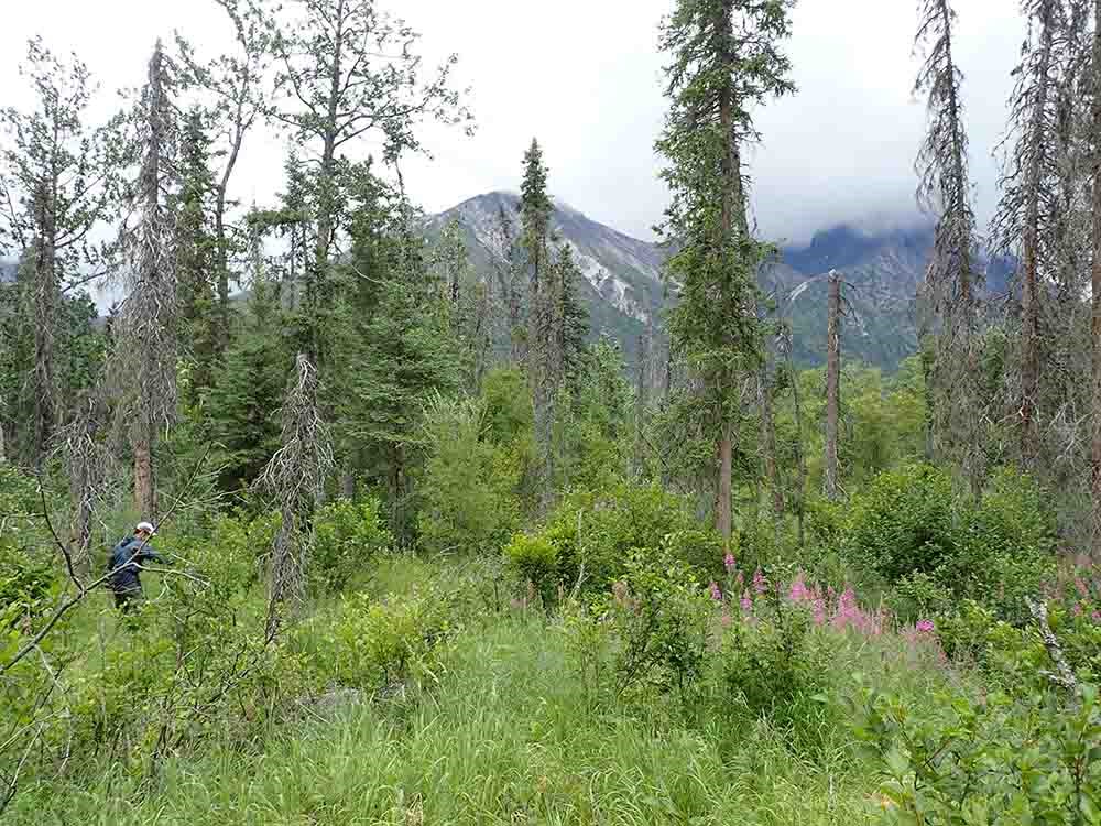 A stand of a mix of live and dead trees.