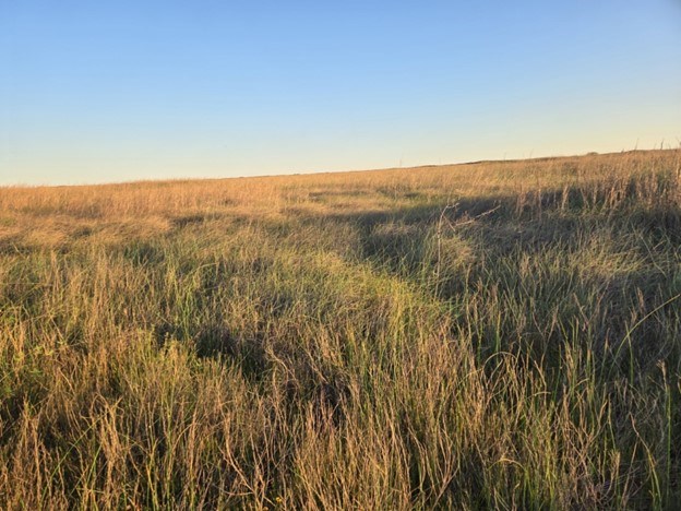 A field of green and brown salt marsh grasses blowing in the wind under a blue sky.