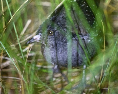 A close view of a small predominantly dark gray bird with white spots behind strands of green grass.