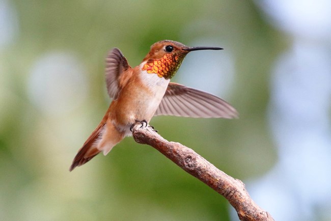 A brightly colored hummingbird takes off from a branch.