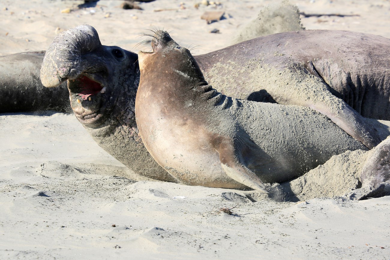 A bull elephant seal with his mouth open, drapes his flipper over a vocalizing female elephant seal, in an attempt to mate