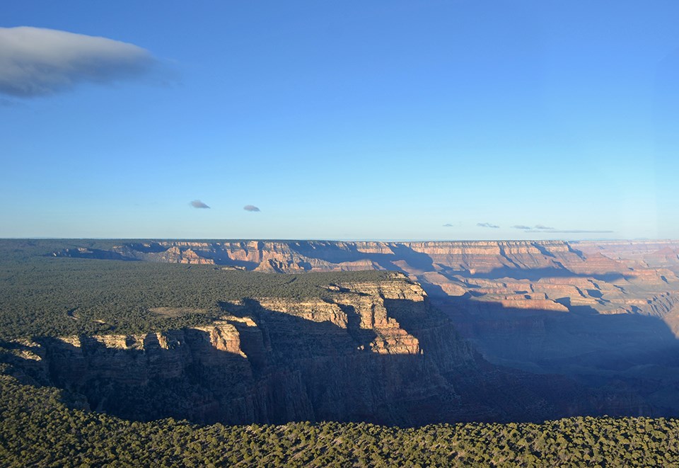 large canyon with forested rim under a blue sky