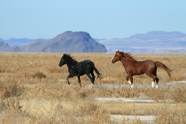 Two horses are running in an empty field.