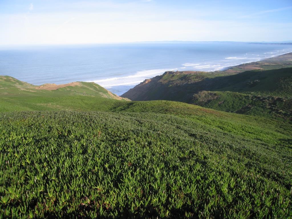 Coastal bluffs covered in a vast, uniform carpet of invasive iceplant.