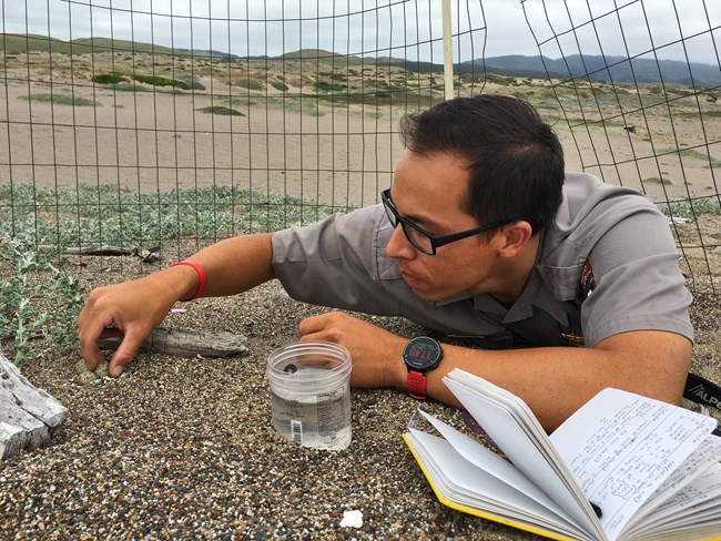 Wildlife biologist Matt Lau lays along the sand under an exclosure to observe the small, speckled snowy plover eggs the cage is protecting. He has a notebook and a container of water with him.
