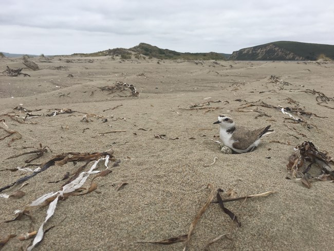 A Western snowy plover, a small shorebird, approximately the size of a sparrow. Sits on the beach at Point Reyes National Seashore. The plover has a sand-colored back and a white underbelly and face with black markings around the eyes and on the top of th