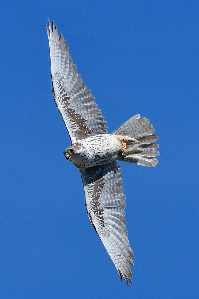 View of prairie falcon's face and underside as it soars with its wings fully outstretched.