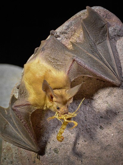 a pallid bat with a scorpion in its mouth