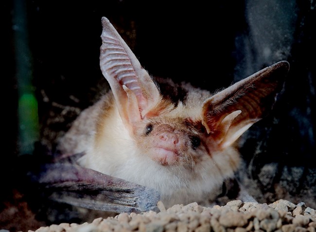 Pallid bat looking at the camera