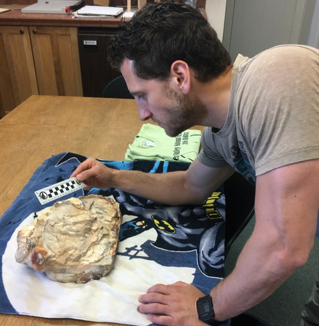 Matthew measuring fossil in lab