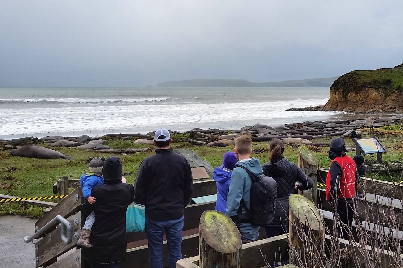 A group of people stand behind a railing and look on to a beach with many elephant seals.