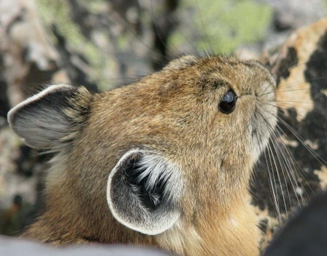 A close-up image of a pika looking into the distance.