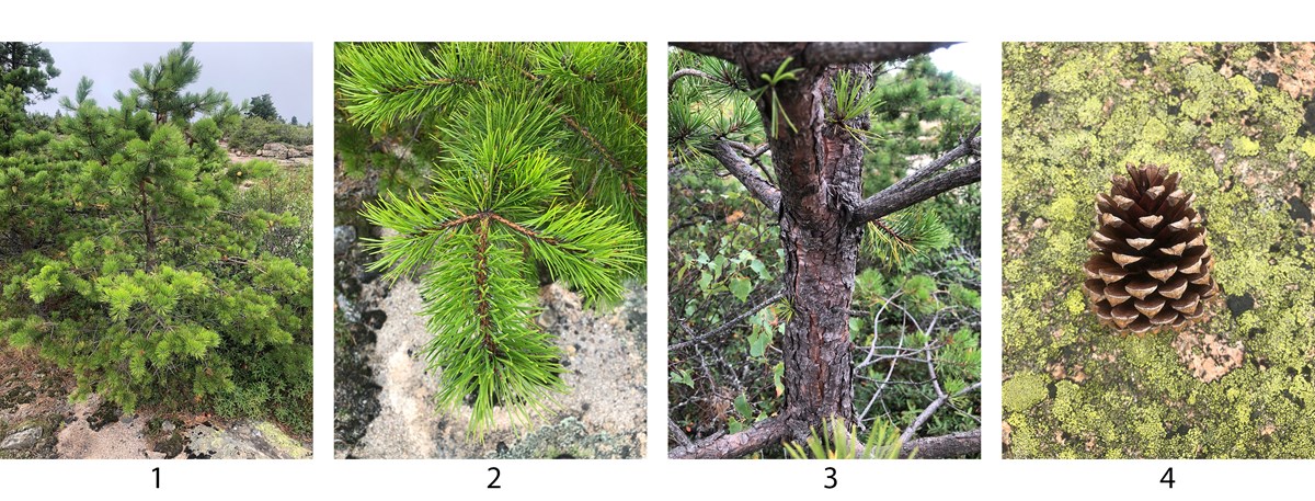 Conifer Identification At Acadia U S National Park Service