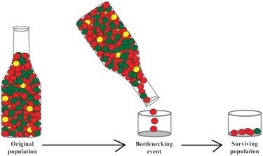 Diagram shows how an original population goes through a bottlenecking event and results in a surviving population.