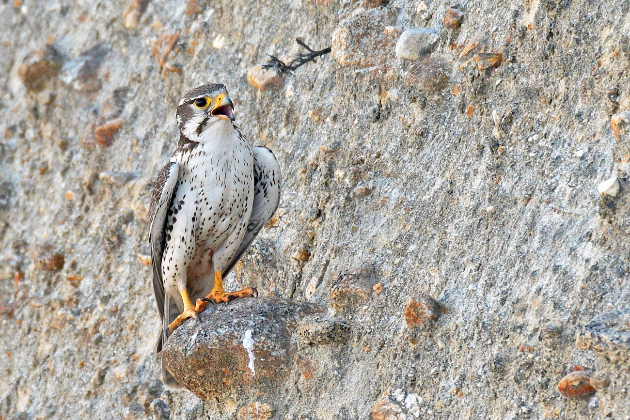 Falcon with its beak open, perched on a rock protruding from a steep cliff face.