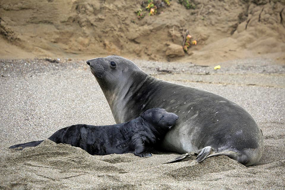 An elephant seal pup pauses while nursing from its mother