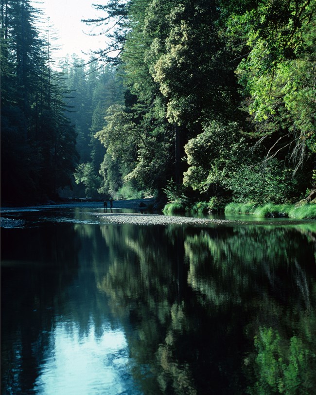 redwood creek in deep forested gorge