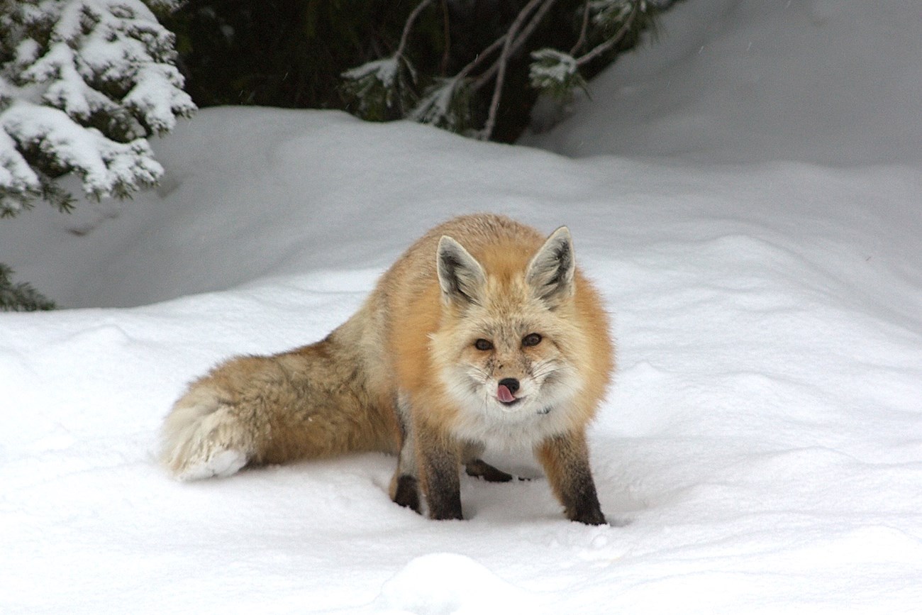 A fox in snow licks its lips.
