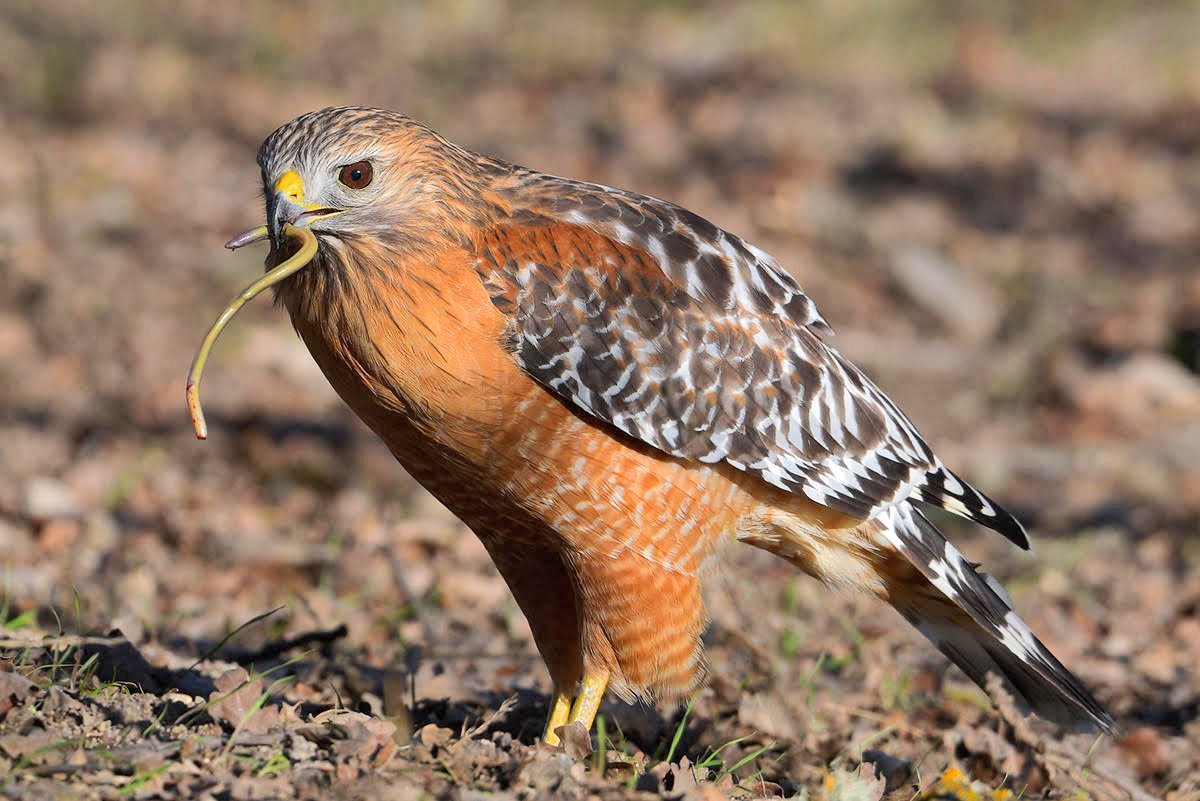 Red-shouldered hawk standing on the ground, holding a legless lizard in its beak.