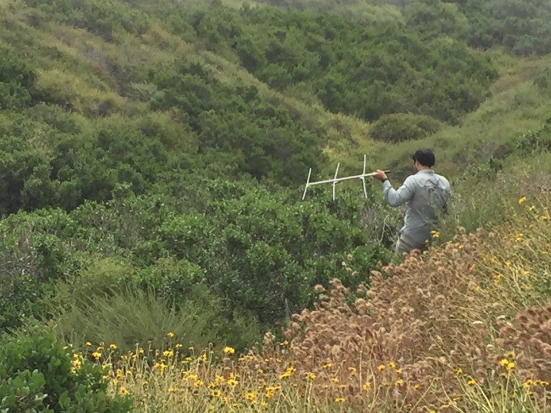 What the Beeps Tell Us Tracking Rattlesnakes at Cabrillo National