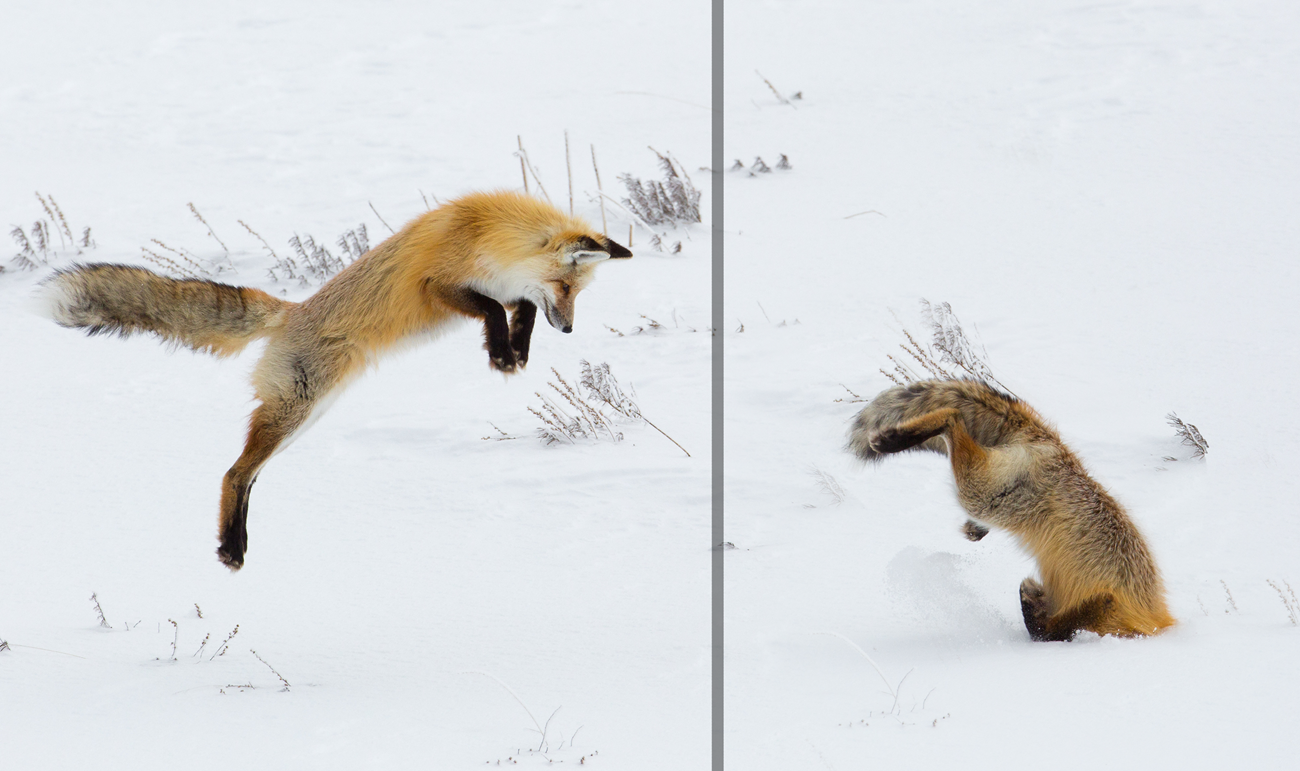 Two photos, the one on the left, a fox is jumping in the air above snow. On the right the fox has completed its jump with its head buried in the snow.