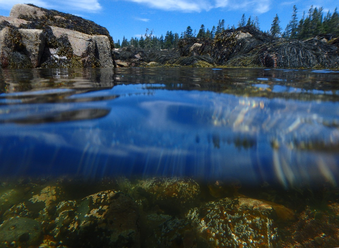 A split view of underwater rocks and barnacles, and above water rocks and trees.