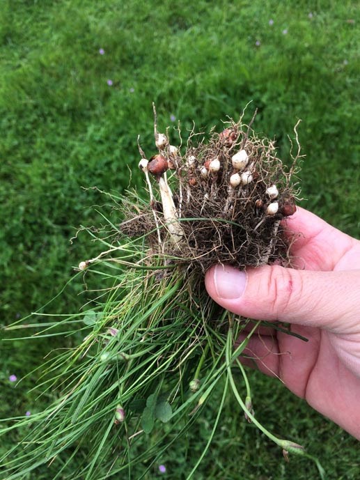 A hand full of just-pulled rosy sand crocus bulbs