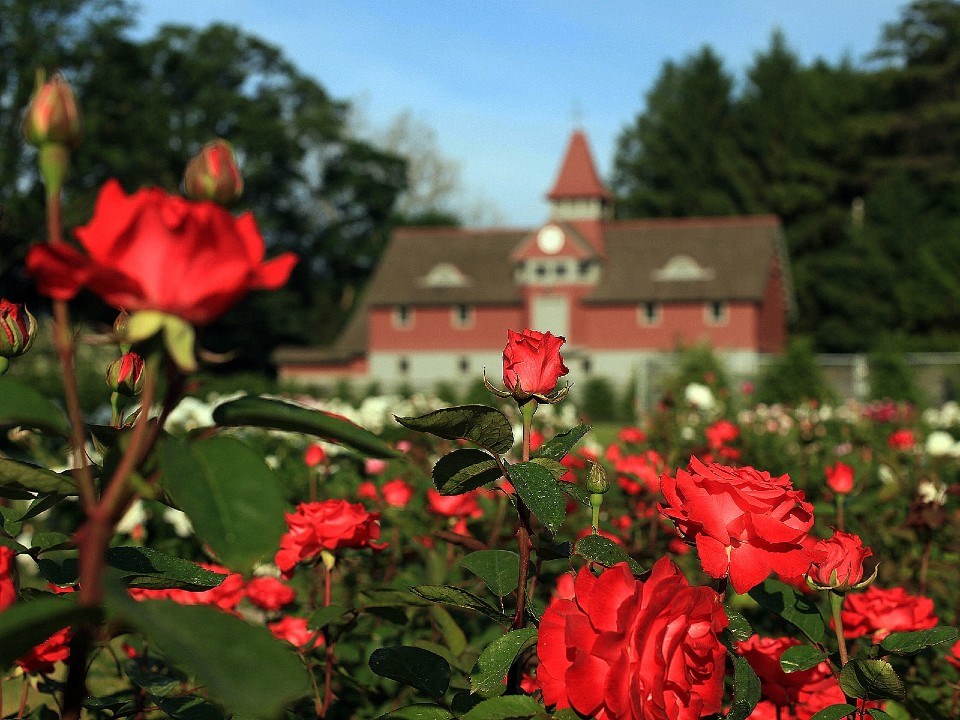 A flowering rose bush in foreground; a wood building with cupola in the distance.