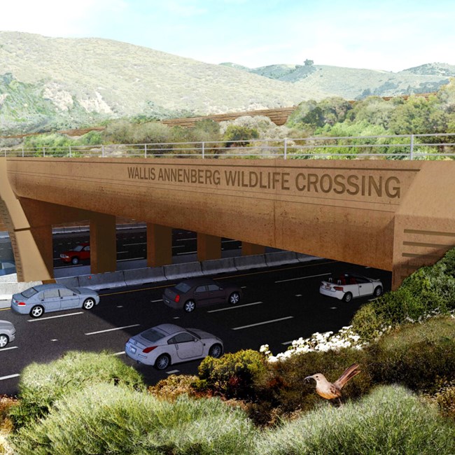 An animated visual representation of the Wallis Annenberg Wildlife Crossing over Highway 101 in Los Angeles. Cars travel along the busy highway, while the wildlife crossing runs over the highway like a bridge that is covered in native flora.