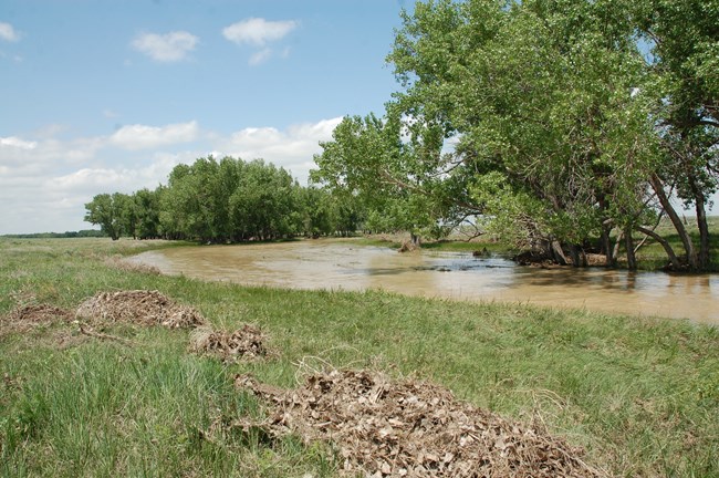 river and cottonwood trees