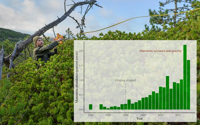 A man in a green beanie carries a tape measure along a tall green bushy plant called Santa Rosa Island manzanita. Interlaid in the image is a graph depicting the increase of manzanita abundance on the island (in percentages) over time since 1990. There ar
