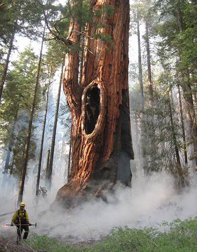 A firefighter near the base of a sequoia tree with smoke rising and surrounding sequoia.