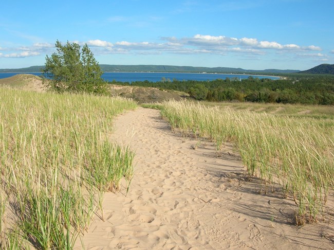 dune trail and grasses