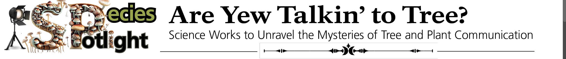 Species Spotlight - Are Yew Talkin' to Tree?