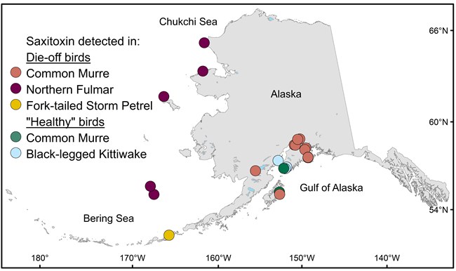Map of Alaska coastline with color-coded circles indicating locations and species of birds with saxitoxin in their systems.