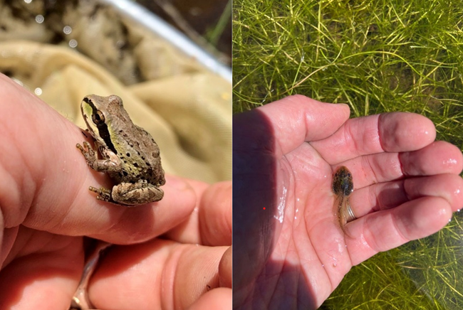 Close-up of a small brown, green, and black Pacific tree frog resting on a person’s thumb, and a brown tadpole in a person’s cupped hand with green vegetation in the background.