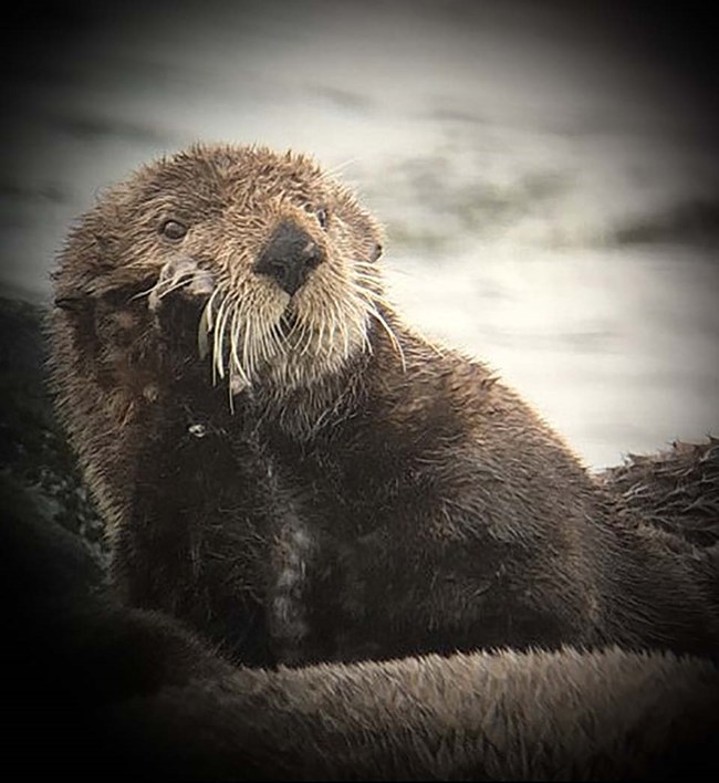 Sea otter close up as seen through a spotting scope.