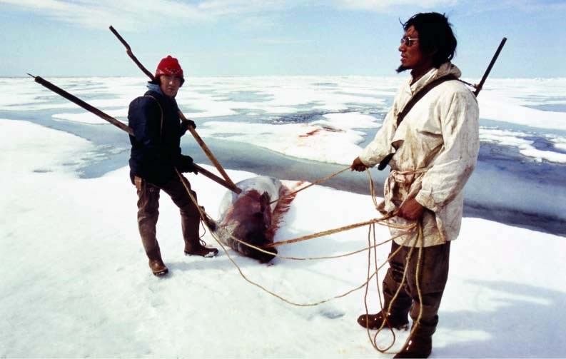 Two subsistence hunters pull a recently harvested seal from icy waters in Alaska.