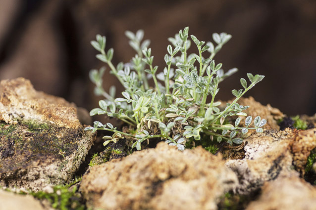 A small green shrub