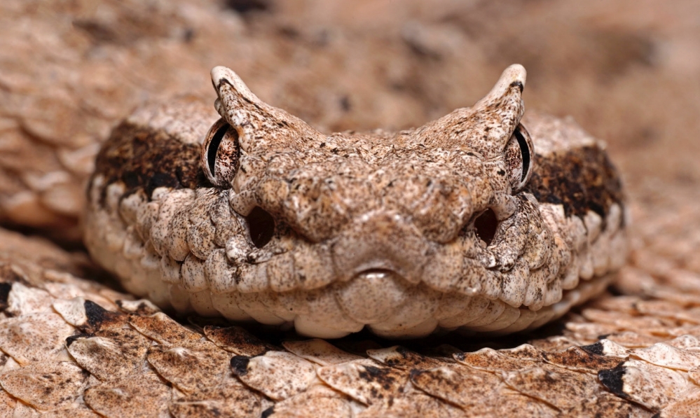 An up-close view of a sidewinder's face showing its speckled brown eyes and dark nostrils.